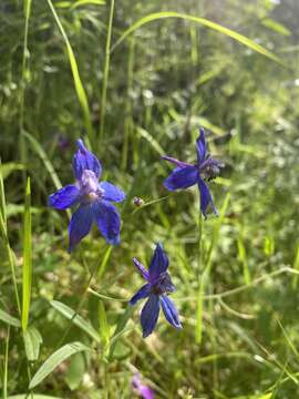 Imagem de Delphinium patens subsp. patens