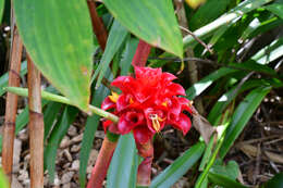 Image of Costus comosus var. bakeri (K. Schum.) Maas