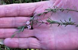 Image of Cyanothamnus nanus var. hyssopifolius