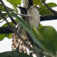 Image of Japanese Sparrowhawk