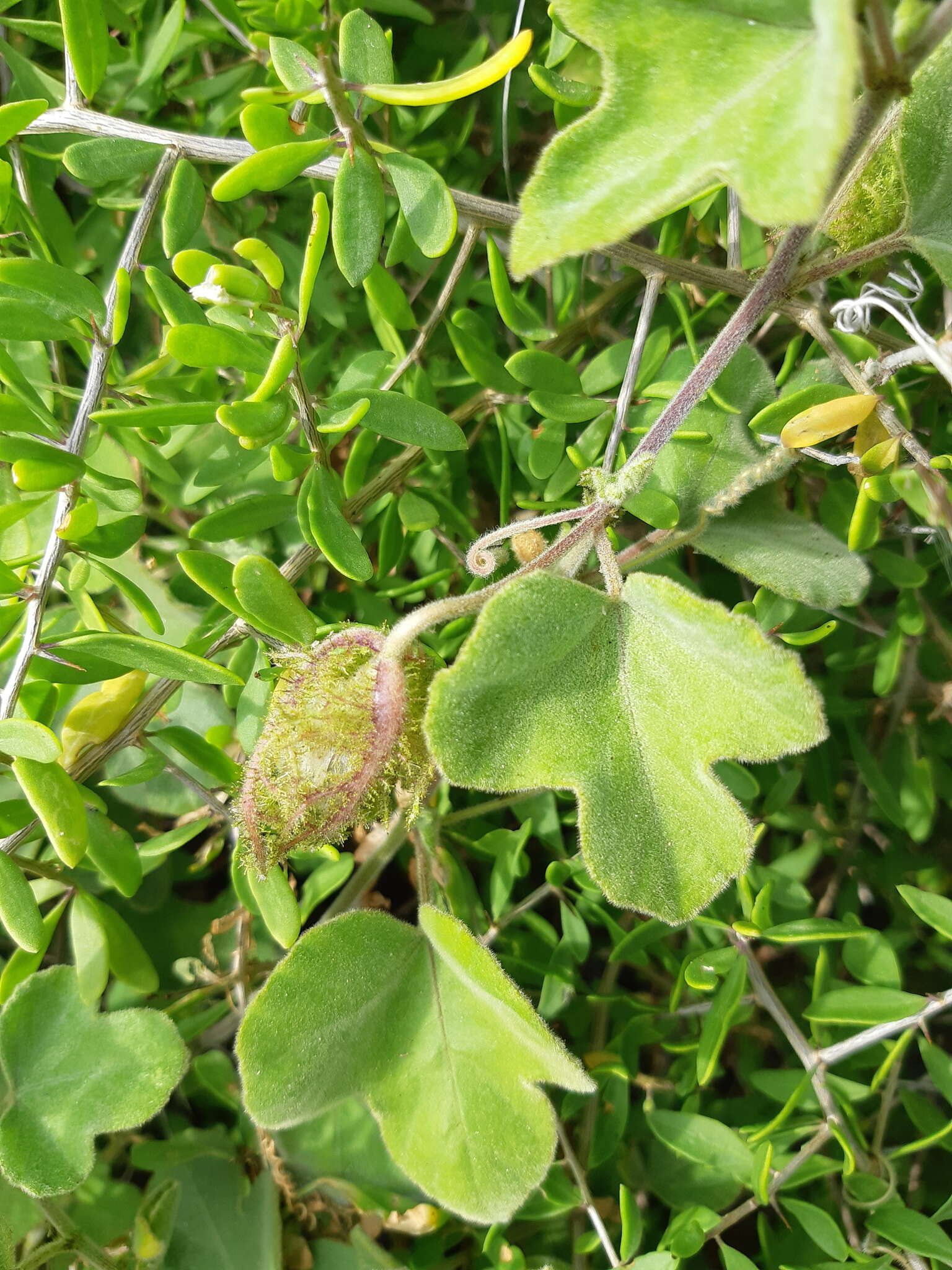 Image of desert passionflower