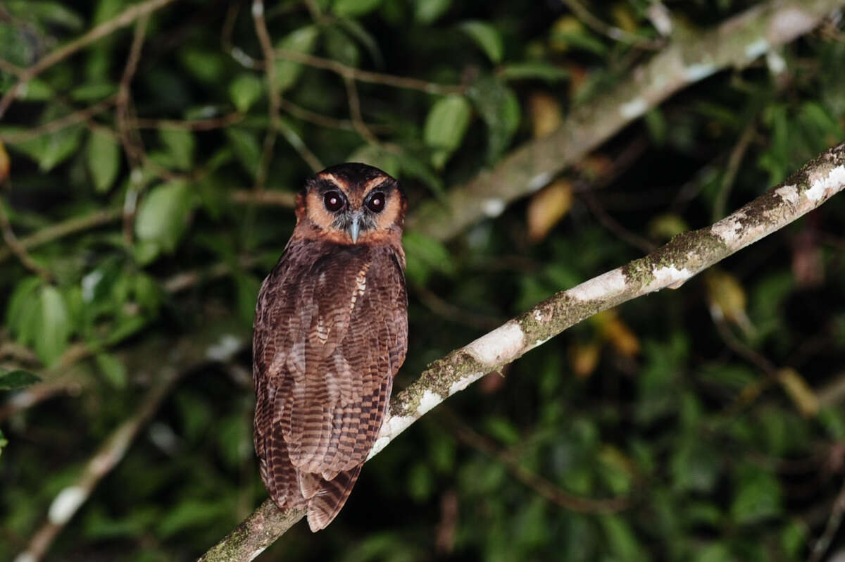 Plancia ëd Strix leptogrammica Temminck 1832