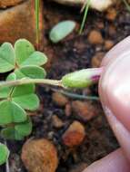 Sivun Oxalis lanata var. rosea T. M. Salter kuva