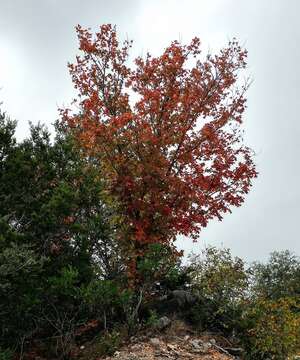 Acer grandidentatum var. sinuosum (Rehd.) Little的圖片