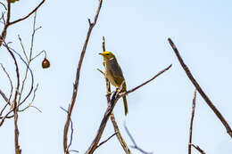 صورة Ptilotula Mathews 1912