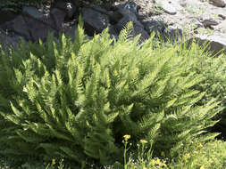 Image of American Alpine Lady Fern