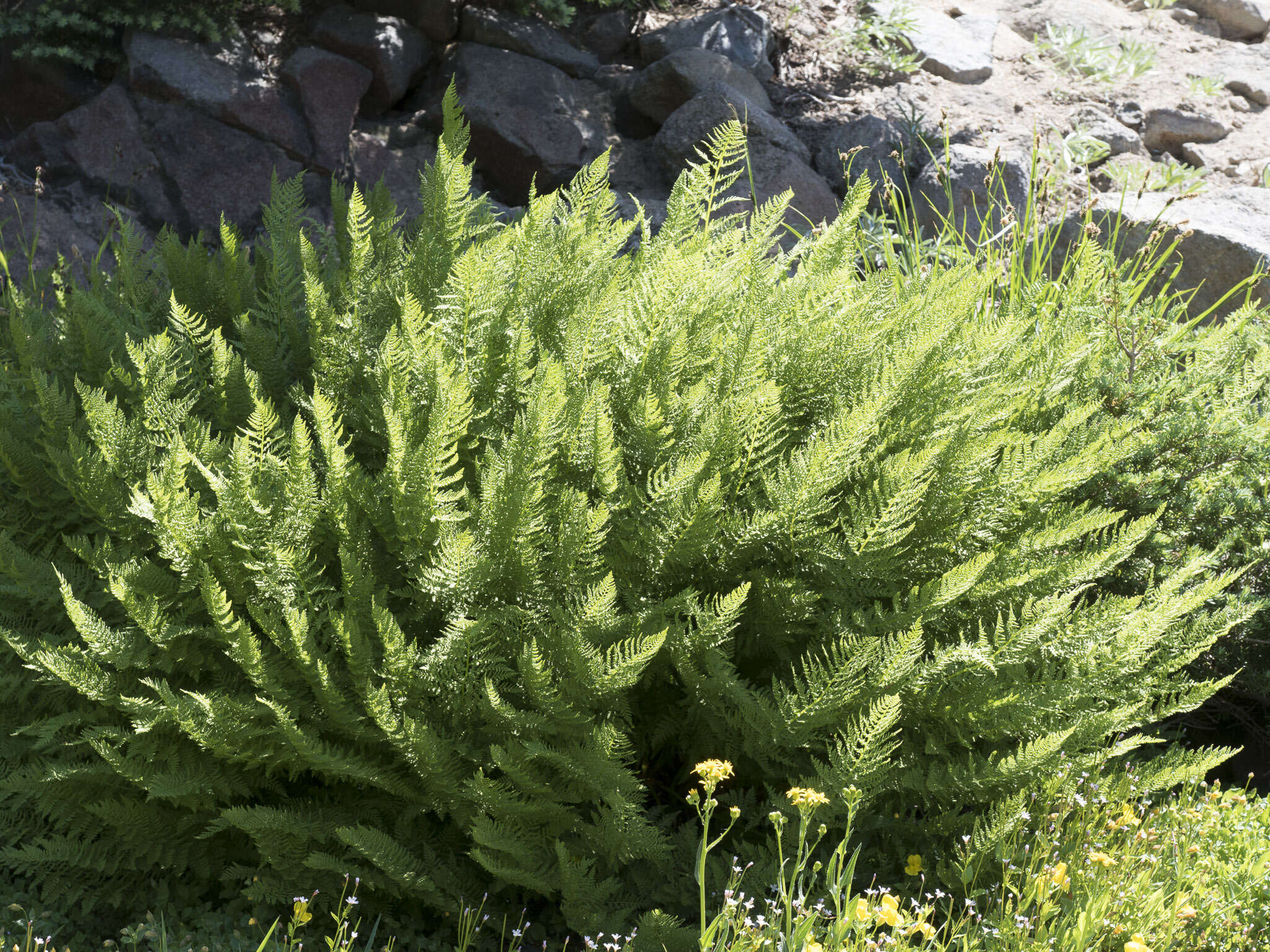 Image de Athyrium americanum (Butters) Maxon