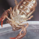 Image of Euscorpius celanus Tropea 2012