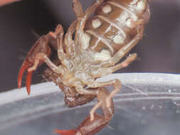 Image of Euscorpius celanus Tropea 2012