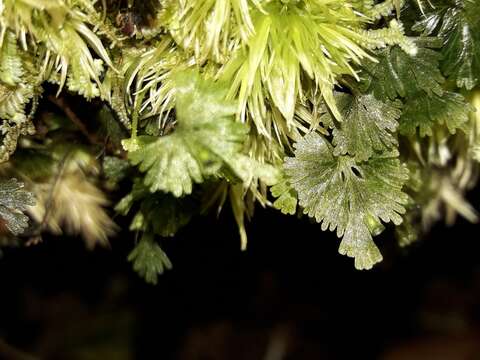 Image of Crepidomanes saxifragoides (C. Presl) P. S. Green