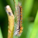 Bombycopsis capicola Aurivillius 1921的圖片