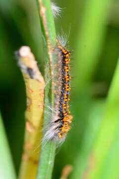 Bombycopsis capicola Aurivillius 1921的圖片