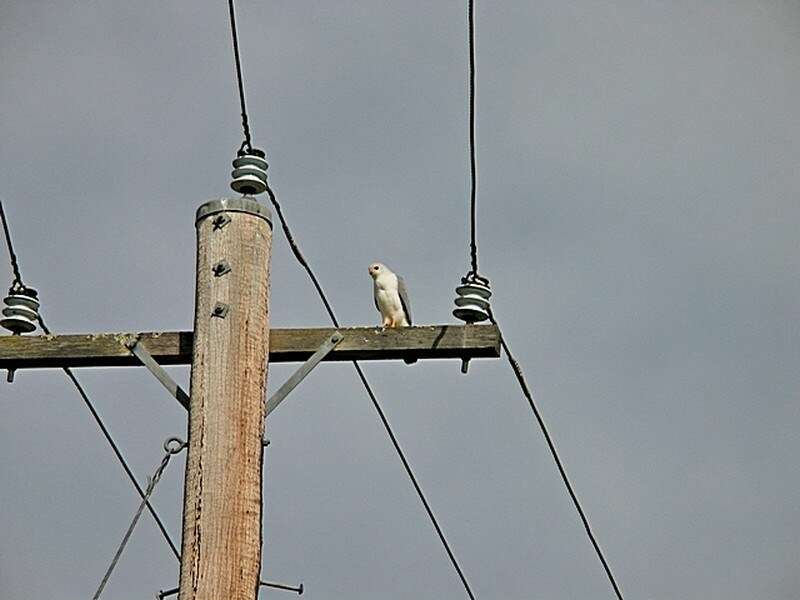 Image de Autour blanc