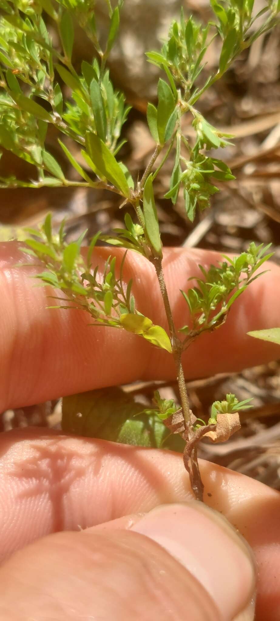 Image of hairy forked nailwort