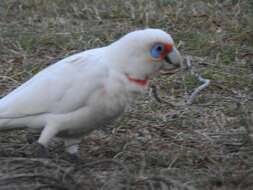 Cacatua tenuirostris (Kuhl 1820) resmi