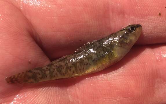 Image of Rio Grande Darter