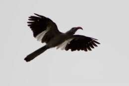 Image of Northern Red-billed Hornbill