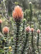 Image of flower of the Andes