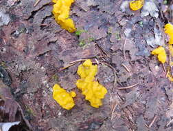 Image of Orange jelly spot