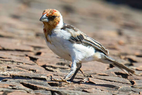 Image of Red-cowled Cardinal