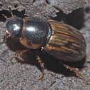 Image of Horse Dung Beetle