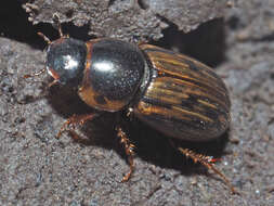 Image of Horse Dung Beetle