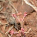 Image of Euphorbia fusiformis var. khandallensis (Blatt. & Hallb.) Binojk. & N. P. Balakr.