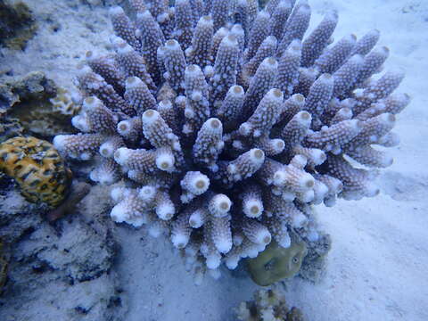 Image of Finger Coral