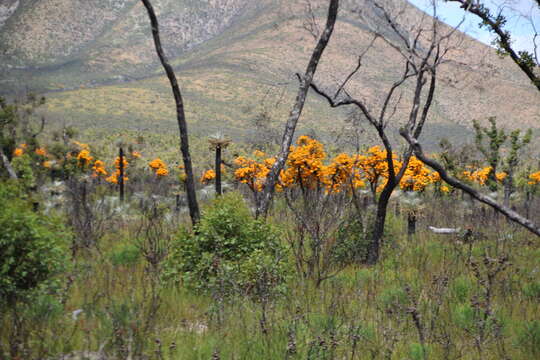 Image of Nuytsia floribunda (Labill.) R. Br.