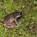 Image of Leptobrachella ventripunctata (Fei, Ye & Li ex Fei, Ye & Huang 1990)