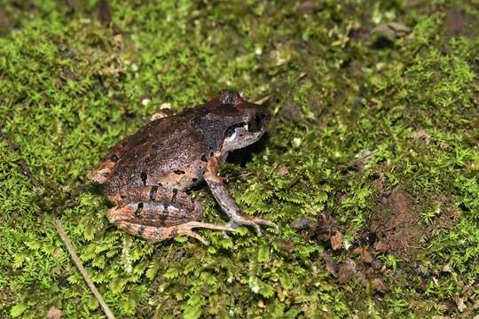 Plancia ëd Leptobrachella ventripunctata (Fei, Ye & Li ex Fei, Ye & Huang 1990)