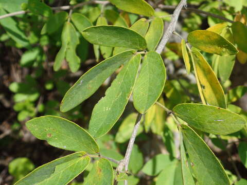 Plancia ëd Senna macranthera (Collad.) H. S. Irwin & Barneby