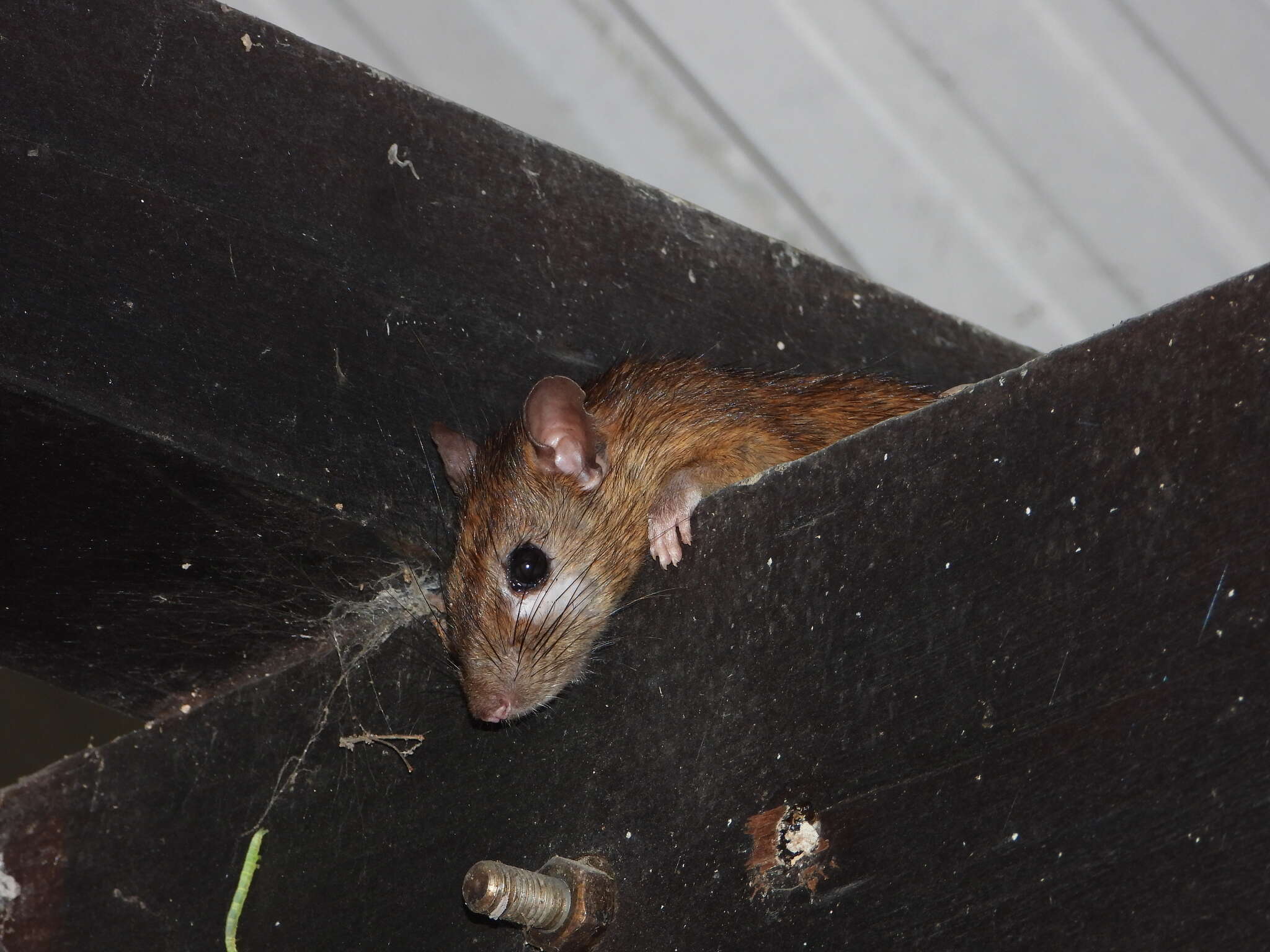 Image of Oriental House Rat