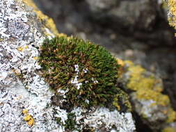 Image of seaside schistidium moss