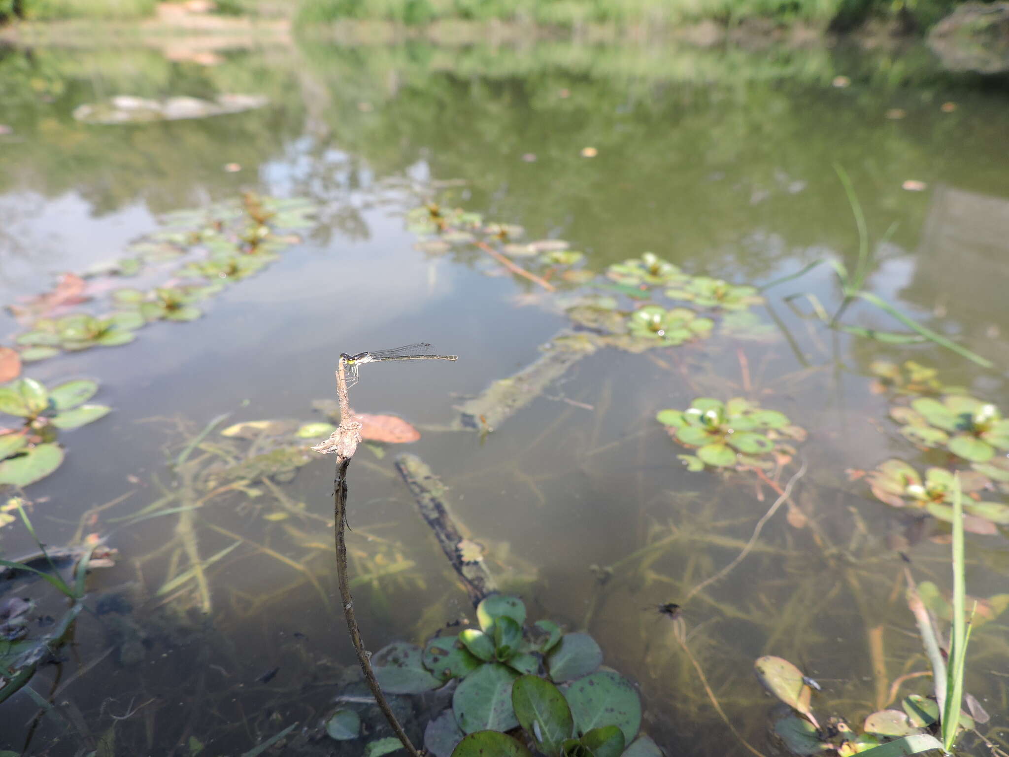 Image de Agrion Posé