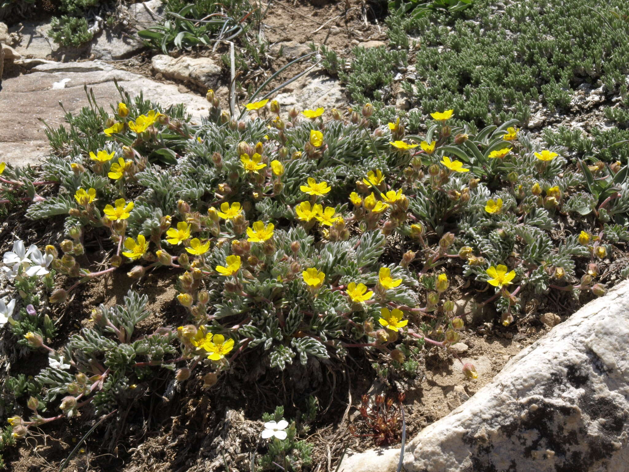 Image de Potentilla morefieldii B. Ertter