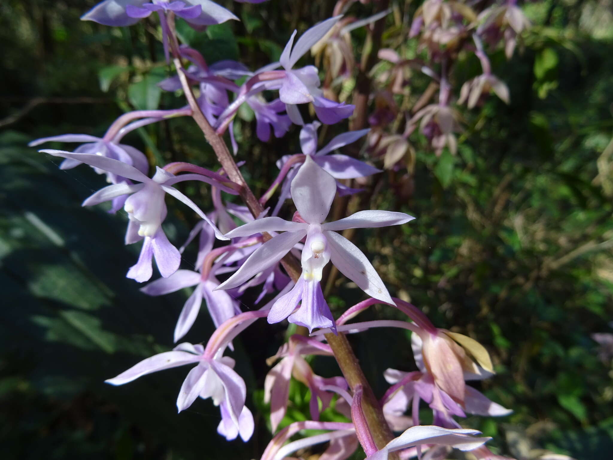 Plancia ëd Calanthe plantaginea Lindl.