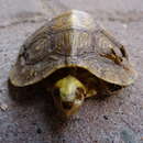 Image of Oaxaca Wood Turtle