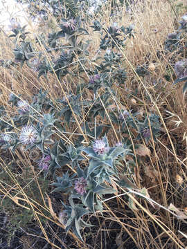 Image of Carthamus glaucus M. Bieb.