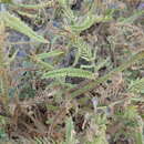 Image of Echium gaditanum Boiss.