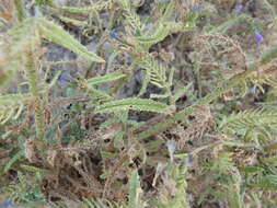 Image of Echium gaditanum Boiss.