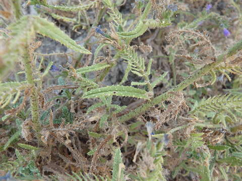 Image of Echium gaditanum Boiss.