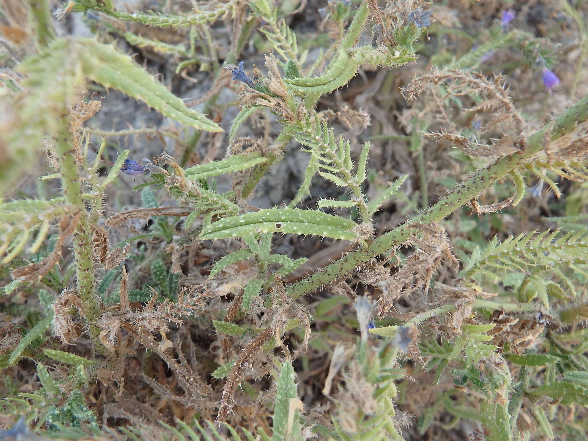 Echium gaditanum Boiss.的圖片