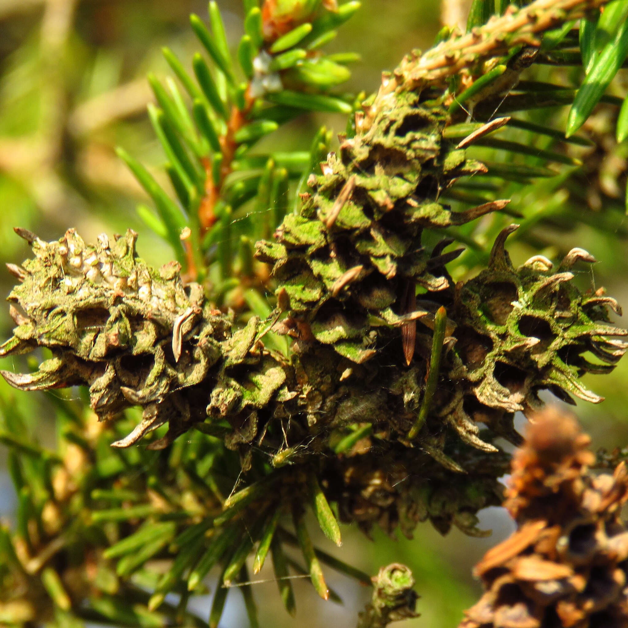 Image of Eastern Spruce Gall Adelgid