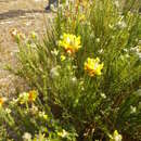 Image of Aspalathus quinquefolia subsp. quinquefolia