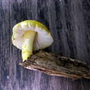 Image of Pluteus mammillatus (Longyear) Minnis, Sundb. & Methven 2006