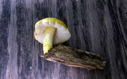 Image of Pluteus mammillatus (Longyear) Minnis, Sundb. & Methven 2006