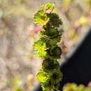 Image of Newfoundland dwarf birch