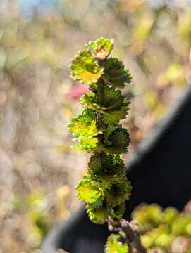 Image de Betula michauxii Spach