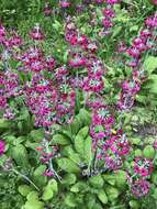 Primula bulleyana Forrest resmi